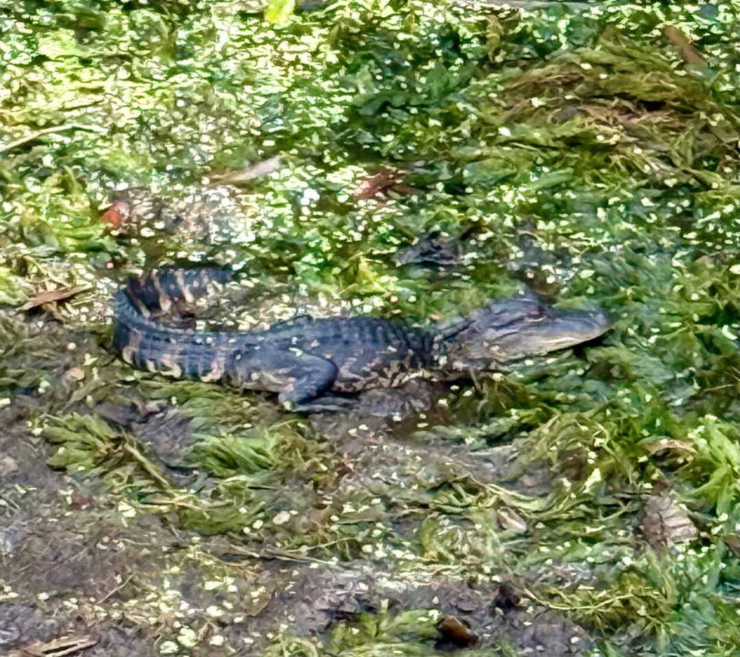 The Alligator: Ancient Armor, Patient Power, and Why We Can Learn From It